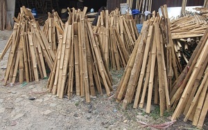 POLES DE BAMBOU DURABLES POUR LA CONSTRUCTION ET L'ARTISANAT - Product Image 4
