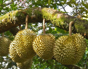 DURIAN FRESCO / ALTA CALIDAD / FRUTA VIET DELTA VIETNAM / MS. Holiday 2kg 25-35cm - Product Image 3