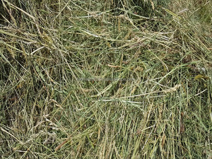 Khô Mix Cỏ Hay - Product Image 3