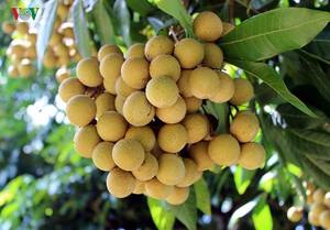 ลุงตองสด / ลุงตองอาริลัส - Product Image 2