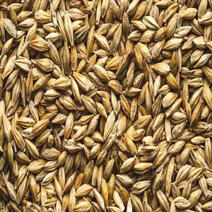 麦芽動物飼料のための最高の新しい作物大麦卸売価格