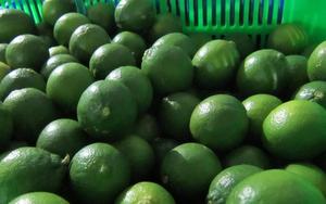 Citron vert sans pépins du Vietnam - Meilleure qualité et prix abordable - Product Image 2