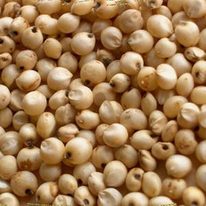 High Quality Sorghum Natural Human Consumption - Product Image 4