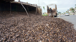 Huile de noix de cajou-meilleure vente-Ms. Vacances - Product Image 4