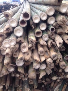 เสาไม้ไผ่จากเวียดนาม ราคาดีที่สุดจากเวียดนาม - Product Image 5