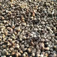 RCN/Raw Cashew Nuts/Cashew Nut 2022 Season!