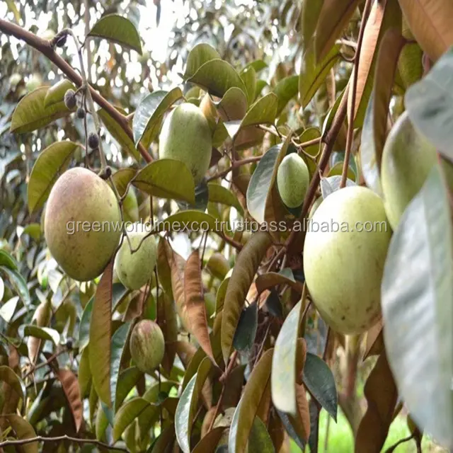 Venda quente com estrela fresca apple: mercado quente