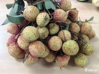 Lychee-Verse Lychee-Beste Prijs In Het Seizoen