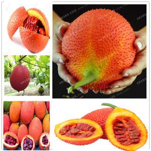 Polvo de Fruta Gac - Precio Competitivo - Product Image 3