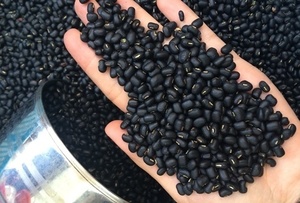 Concentrado de Polvo de Frijol Negro Seco, Bolsa de 1 kg para Adultos, Alta Calidad, Origen Vietnam - Product Image 4