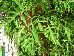 MEJOR PRECIO POLYSCIAS FRUTICOSA TÉ - Product Image 2