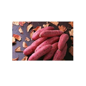 Batata natural/batata recién hecha en Vietnam - Product Image 2