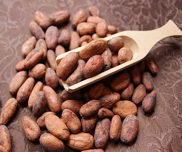 Какао бобы, сушеные какао бобы Criollo, органические жареные какао бобы