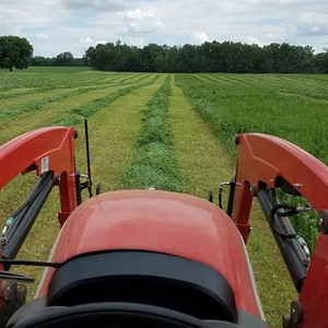 Alfalfa hay with high protien for animal feeding - Product Image 1