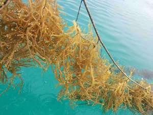 Vietnam Cottonii SeaWeed Fresh Export Grade Laver de Vietnam Entrega rápida Variedad rica en nutrientes - Product Image 5