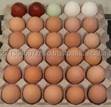 Huevos Frescos de Gallina de Engorde Cobb 500 y Ross 308 / Huevos de Gallina Ross / Huevos de Pollo de Engorde en Venta a Precios Económicos - Product Image 3