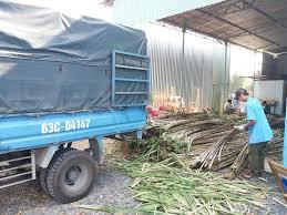 TOP'S-caña de azúcar fresca de Vietnam - Product Image 2