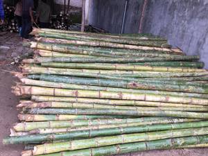 POLES DE BAMBOU DURABLES POUR LA CONSTRUCTION ET L'ARTISANAT - Product Image 3
