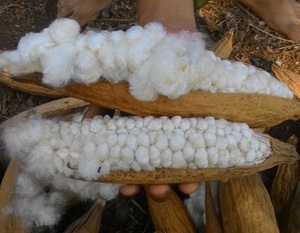 ใยฝ้ายกระเจี๊ยบสำหรับทำตาข่ายนก/ผลิตในเวียดนาม/ - Product Image 1