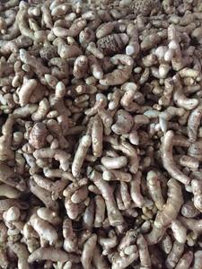 TURMERIC negro de VIETNAM, nueva colección 2021 - Product Image 3