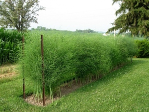 Ferme d'asparagus du Vietnam en 2020 - Product Image 6