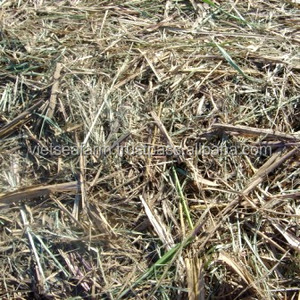 ข้อเสนอสุดฮอตจากผู้จัดจำหน่ายจากเวียดนาม!! หมัก BAGASSE ฟีดเกรดสัตว์บรรจุแหล่งกำเนิดสินค้าในปี2023 - Product Image 3