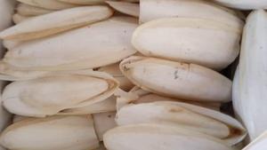 Exportación de hueso de sepia de Viet Delta con precio competitivo - Product Image 2