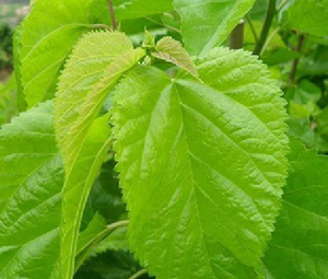 Poudre de mûrier séchée Sophie - Product Image 1