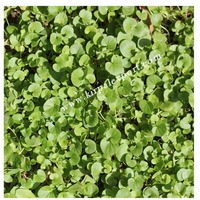Ayurvedische Gedroogde Brahmi Poeder Indiase Kruiden Fabrikant Oem Private Label Hoge Kwaliteit 2023 Poeder Vorm Indian Kruid Haarverzorging