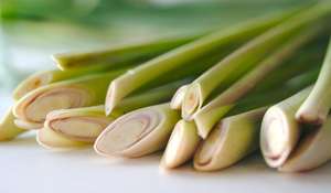 น้ำซุปข้นตะไคร้/ผงตะไคร้แห้ง - Product Image 2