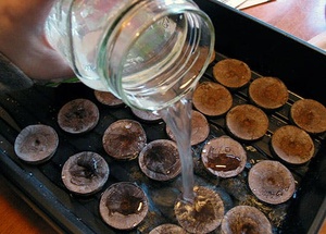 เม็ดมะพร้าว, เม็ดสำหรับปลูก, เม็ดใยมะพร้าวราคาถูก - Product Image 6