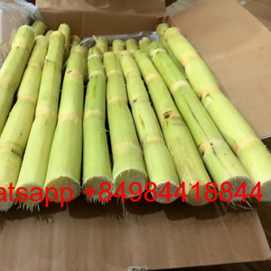 Caña de azúcar entera fresca congelada para jugo Origen de Vietnam 40CM Directo desde el campo Llame al 0084984418844 - Product Image 2