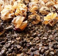 Artichoke Grade Premium Best Quality Artichoke/ Artichoke in Vietnam From VietNam HOLIDAY - Product Image 5