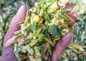 Silage de maïs du Vietnam - Bagasse de canne à sucre - SILAGES pour CHEVAUX - Product Image 5