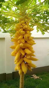 Fresh Yellow Skin Papaya <b>Nuts</b> from Vietnam High Nutritive Yellow Papaya Product - Product Image 2