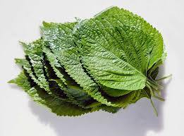 แห้ง SHISO-แห้ง PERILLA - Product Image 4