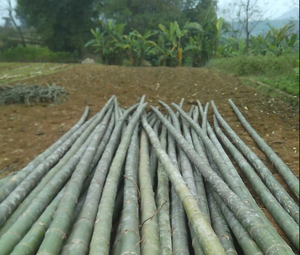 Venta Especial - Postes de Bambú Grandes y Huecos de Vietnam - Product Image 2