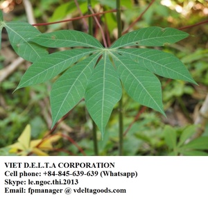 Proveedor yuca tapioca congelada/mandioca congelada - Product Image 2