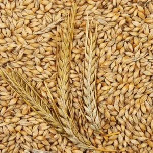 Quality Barley for Animal Feed
