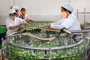 Gherkids-pot de concombres marinés du Vietnam, gherkids en pot - Product Image 5