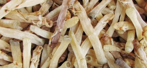 Sipunculus Nudus de Alta Calidad/ Seco para Elaboración de Alimentos - Product Image 4