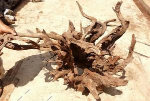 รากไม้ธรรมชาติสำหรับตู้ปลาพิพิธภัณฑ์สัตว์น้ำพิพิธภัณฑ์สัตว์น้ำ Terrarium - Product Image 6