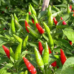 Chile fresco de alta calidad de Vietnam - Product Image 1