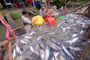 PEAU DE PANGASIUS/PEAU DE POISSON BASA CONGELÉE-Steak de pangasius congelé Ms. Holiday - Product Image 4