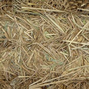 <b>BALED</b> DRIED RICE <b>STRAWS</b> for Farming and Cattle New Crop - Product Image 4