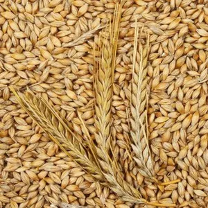 Gandum Barley Pakan Kemurnian Tinggi