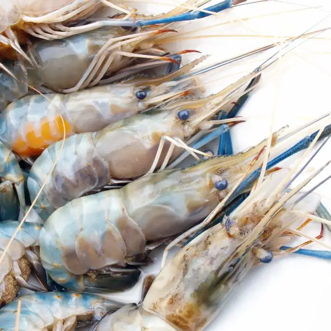 Pakan Udang untuk Mengeras Cangkang (Penaeus Vannawei, Udang Mantis) Probiotik untuk Udang