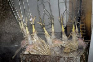 Harina de Plumas de Vietnam, Estándar Original, Lista para Exportación, Precio Bajo, Oferta Especial para Peces, Cerdos y Ganado - Product Image 5