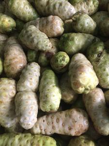 Jus de noni en fût, extrait de noni liquide prêt à expédier, produits à base de fruits de noni séchés - Product Image 5