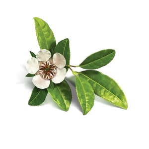 Aceite Esencial Puro de Copaiba Destilado al Vapor a Partir de Resina Brasileña, Certificado GMP - Product Image 3